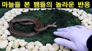 뱀퇴치제로 마늘을 정말 사용할 수 있을까???