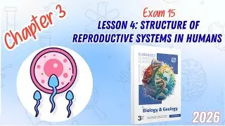 CHAPTER 3 | Lesson 4 | ELMARGE3 | Structure of reproductive systems in human | Exam 15