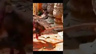 Monkey species: The baby monkey was playing in the wrong place and got a good beating.