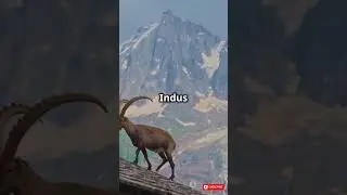 Markhor:5 Insane Facts About the World's Most Majestic Goat! (#5 Defies Gravity!) #facts #animalfact