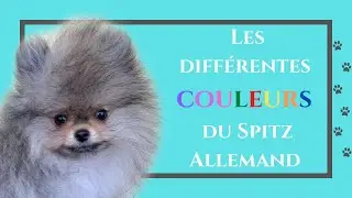 🐶 Les diff&eacute;rentes couleurs du Spitz Allemand 🐾 : ✦ 100% #POMERANIAN (PARTIE N&deg;2)