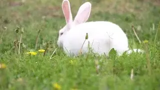 Random Karma - white rabbit (alice is dead)