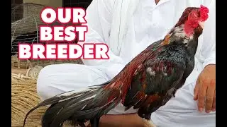 Best Breeder Of My cage Lakha
