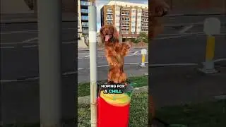 Cocker Spaniels 🙄 #spaniel #cockerspaniel #dogowner #funny