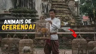 ANIMAIS VENDIDOS PARA OFERENDA!
