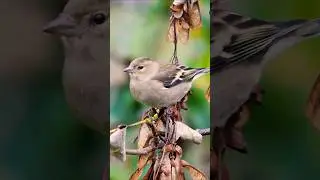 Pretty Female Chaffinch in Autumn | Real birds #birds