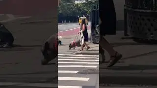 lady walking her pig around nyc #shorts