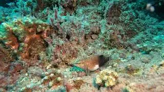 Belted Sandfish