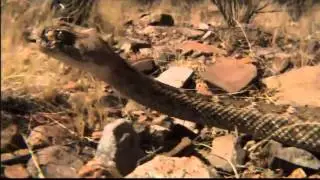 Tarastenia - Petrameridie