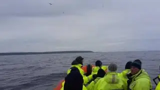 Humpback whale peduncle throw off Tolsta Head, Lewis, Outer Hebrides