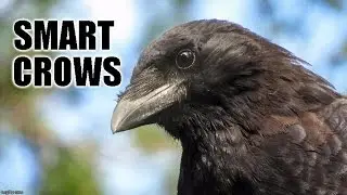 Smart Crows