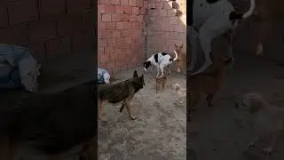 #shortvideo #germanshepherd #puppy #viral #malinois #motivation #nature #live #animals