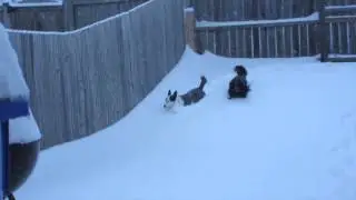 Corgi Problems in The Snow