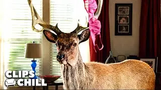 Deer Home Invasion | Grown Ups 2