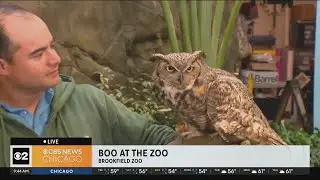 Brookfield&rsquo;s Zoo&rsquo;s Boo at the Zoo kicks off
