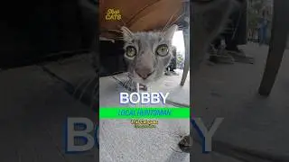 Meet Bobby in the Upper East Side #cat #nyc #bodega
