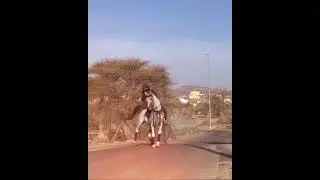 Arabian Horse Riding #horse #shorts