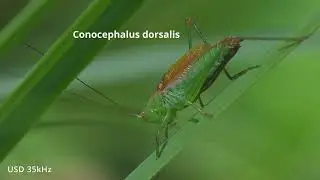 Conocephalus dorsalis -- Kurzfl&uuml;gelige Schwertschrecke