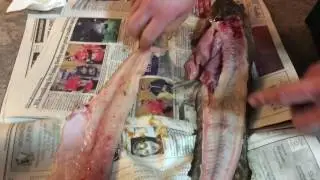 How to clean a Burbot (Ling)