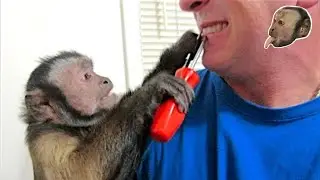 Capuchin Monkey Dentist