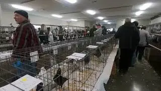 WMPA West Michigan Pigeon Association All Breed Pigeon Show 2024  Drenthe MI