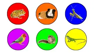 Pets: Guineapig, Pacman Frog, Praying Mantis, Lovebird, Dormouse, Iguana