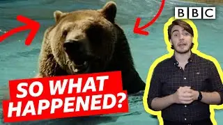 Crazy story of £50 Bear who escaped and became world famous! - BBC