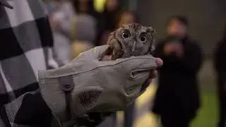 Screech owls released by the Houston SPCA at Rice University
