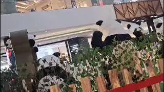 Chandigarh mall m panda garden #bear garden #elante Mall 