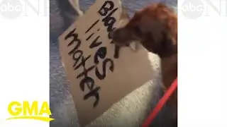 Cincinnati dog 'Buddy' carries 'Black Lives Matter' sign at a protest l GMA Digital