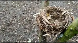Bird Nest Building