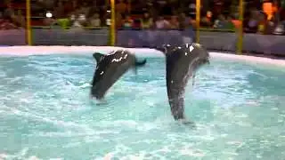 Dolphin Show at Central Park Kuta Galeria - Part 2 July 3rd, 2012