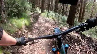 Stonefly (Amateur's Go-Pro Guide)