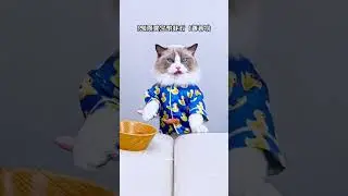 This smart cat works on This Girl 😱&hearts;️ #shortsvideo