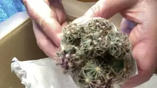 Unboxing Another Package from Cactus Anonymous with an Amazing Gift!
