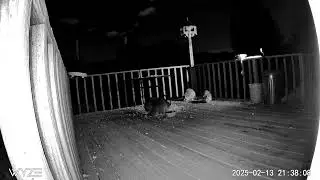 Wow, the horde has arrived. Fluffy raccoons out on the deck in front of my Wyze Cam.