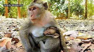 Mother diamond doing wonderful breastfeeding to David, David hugs mom warmly