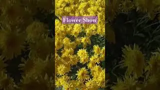 Flower Show | Gopal Maidan, Regal, Jamshedpur #flowershow2023 #flowers #show