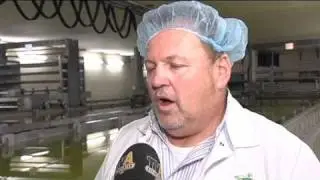 Käse im Großformat:  Allgäu-Milch-Käse Genossenschaft in Kimratshofen im Porträt