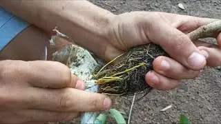 Aprenda a fazer Alporquia de Murici.