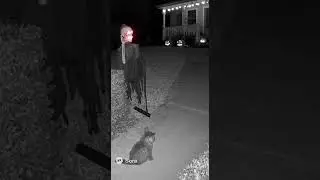 Kitten Reports for Duty: Confronting the Grim Reaper & The Night Leopard! 💀🐾