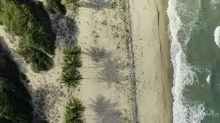 Aerial, Palms On Wangetti Sand Beach In Cairns In Queensland, Australia, Top Down View | Stock