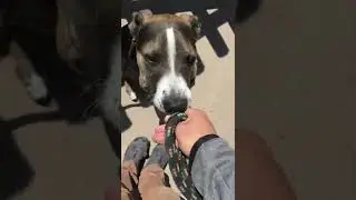 +R Dog Training- Leash advice