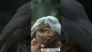 Bali starling #shorts #birds #tranding #funny