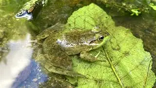 American Bullfrog Calls (Lithobates catesbeianus)