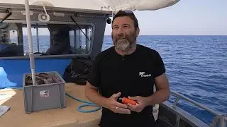 Ловись, рыбка, большая, но не маленькая: французский учёный &mdash;&nbsp;о спасении средиземноморского тунца