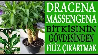 Dracena Massengena bitkisinden filiz çıkartmak. Masengena çiçekelerinden yeni filizler çıkarma