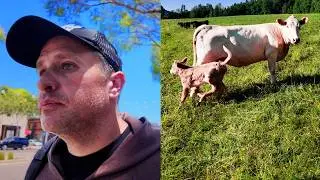 A Calf Was Born and I'm 3,028 Miles Away