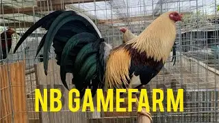 NB FARM - amazing farm with quality birds