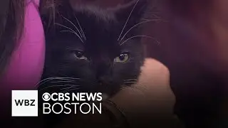 Adorable cats and kittens up for adoption through the Cat Connection in Boston